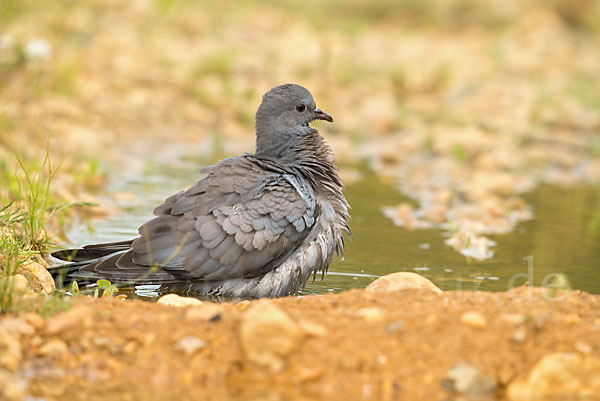 Hohltaube (Columba oenas)