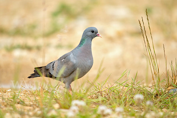 Hohltaube (Columba oenas)