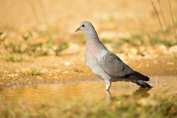 Hohltaube (Columba oenas)