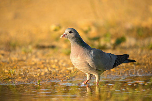 Hohltaube (Columba oenas)