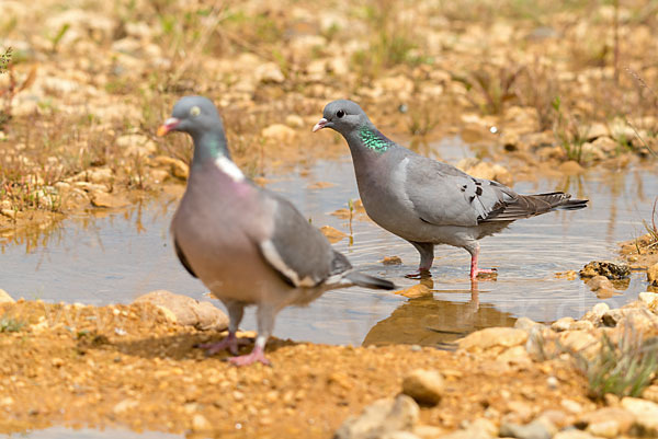 Hohltaube (Columba oenas)