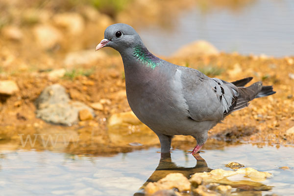 Hohltaube (Columba oenas)