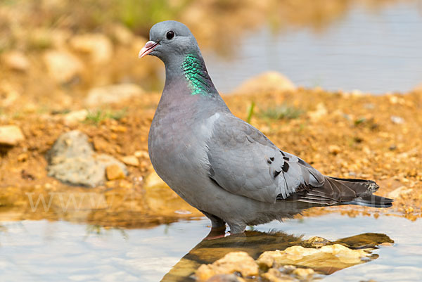 Hohltaube (Columba oenas)