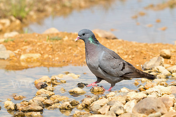 Hohltaube (Columba oenas)