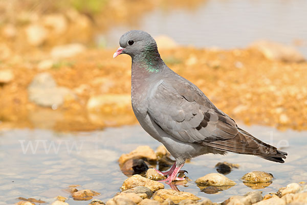 Hohltaube (Columba oenas)