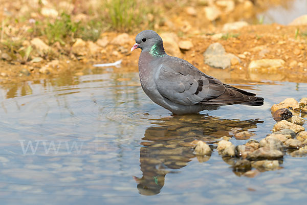 Hohltaube (Columba oenas)