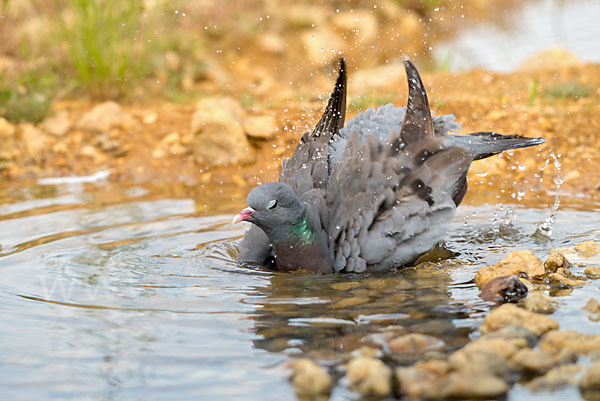 Hohltaube (Columba oenas)