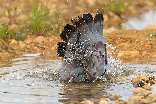 Hohltaube (Columba oenas)