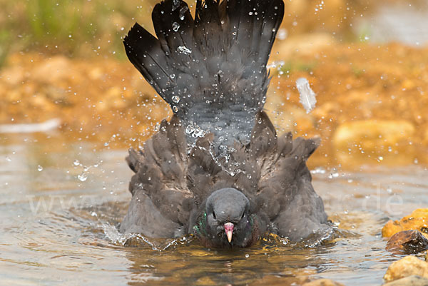 Hohltaube (Columba oenas)