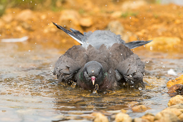 Hohltaube (Columba oenas)