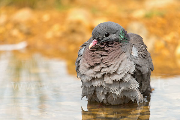 Hohltaube (Columba oenas)