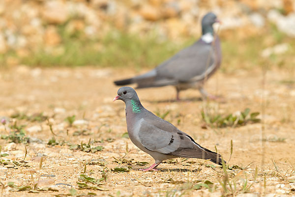 Hohltaube (Columba oenas)