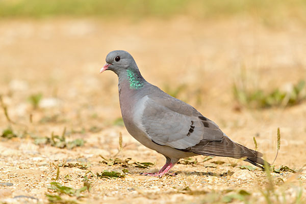 Hohltaube (Columba oenas)