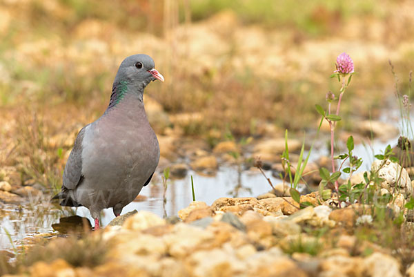 Hohltaube (Columba oenas)