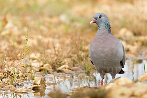 Hohltaube (Columba oenas)