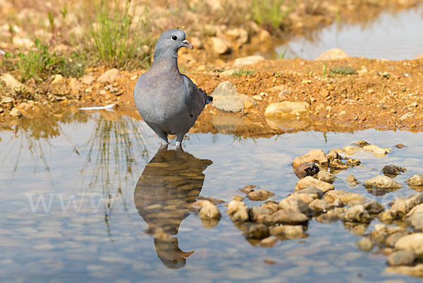 Hohltaube (Columba oenas)