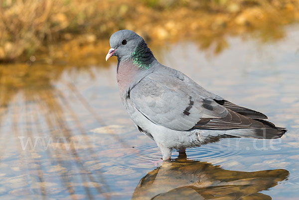 Hohltaube (Columba oenas)