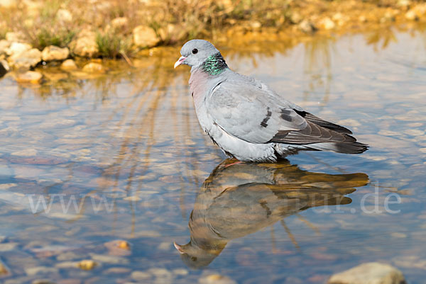 Hohltaube (Columba oenas)