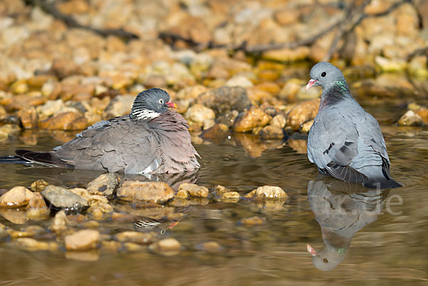 Hohltaube (Columba oenas)