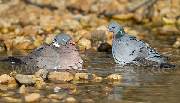 Hohltaube (Columba oenas)