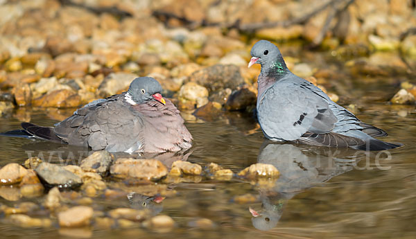 Hohltaube (Columba oenas)