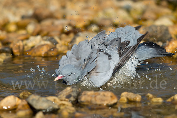 Hohltaube (Columba oenas)