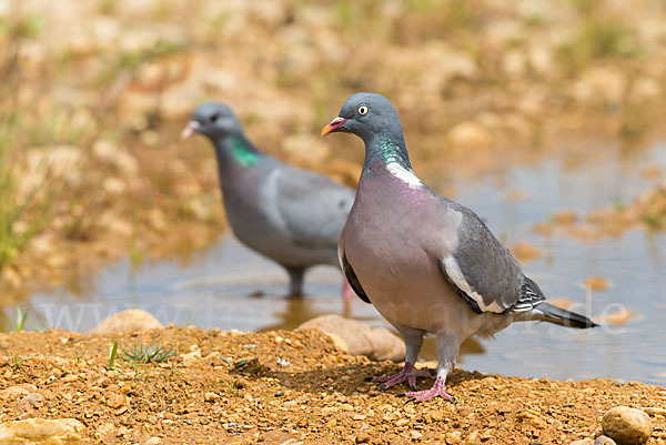 Hohltaube (Columba oenas)