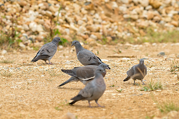 Hohltaube (Columba oenas)