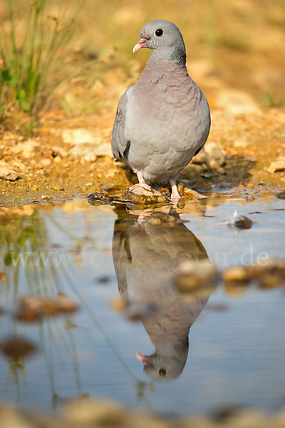 Hohltaube (Columba oenas)