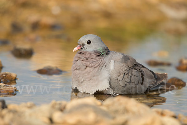 Hohltaube (Columba oenas)