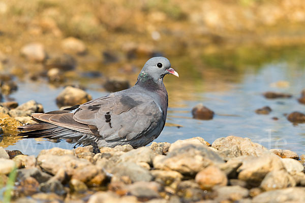 Hohltaube (Columba oenas)