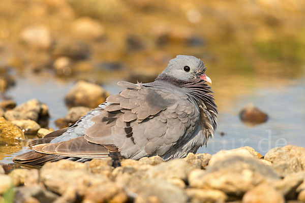 Hohltaube (Columba oenas)