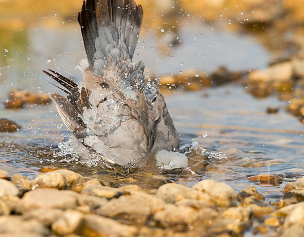 Hohltaube (Columba oenas)