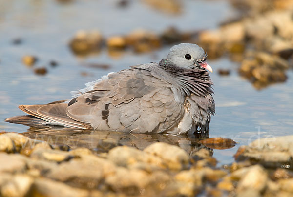 Hohltaube (Columba oenas)