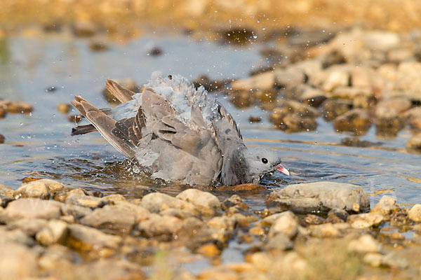 Hohltaube (Columba oenas)