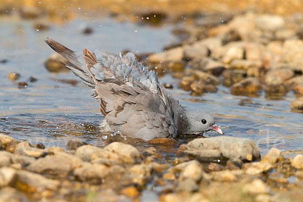 Hohltaube (Columba oenas)