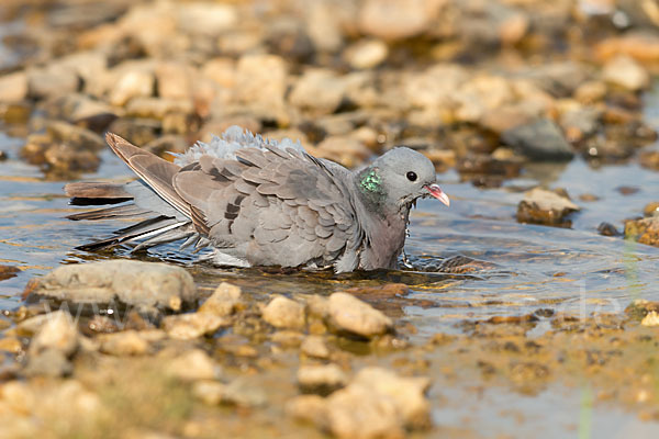 Hohltaube (Columba oenas)