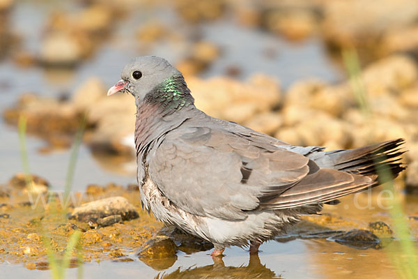 Hohltaube (Columba oenas)