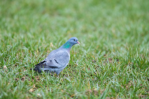 Hohltaube (Columba oenas)