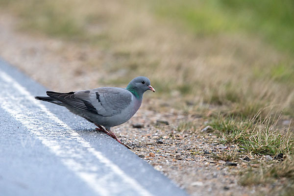 Hohltaube (Columba oenas)