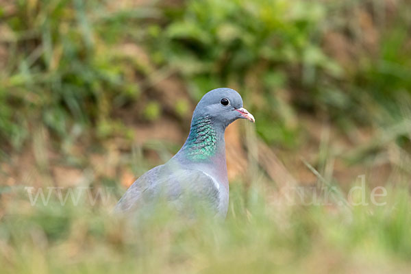 Hohltaube (Columba oenas)