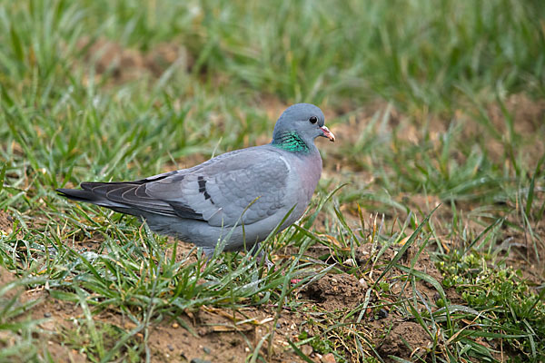 Hohltaube (Columba oenas)