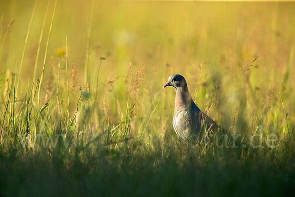 Hohltaube (Columba oenas)