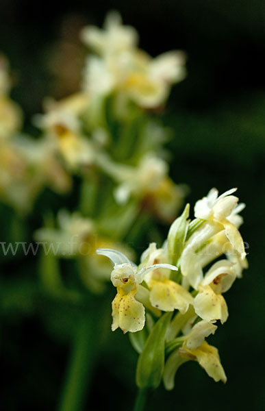 Holunder-Knabenkraut (Dactylorhiza sambucina)