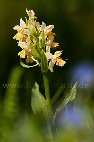 Holunder-Knabenkraut (Dactylorhiza sambucina)