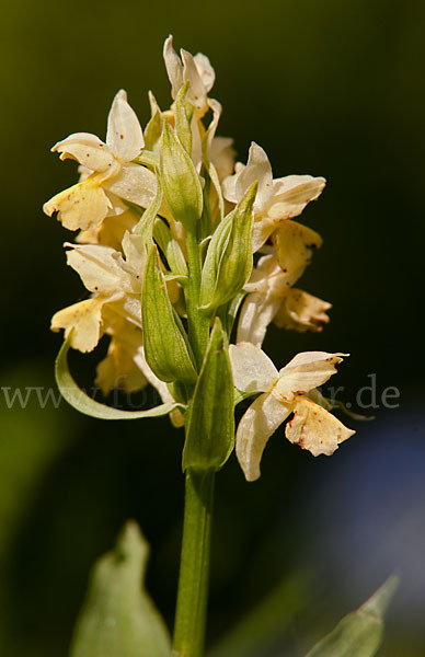 Holunder-Knabenkraut (Dactylorhiza sambucina)