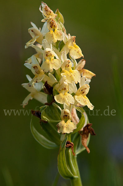 Holunder-Knabenkraut (Dactylorhiza sambucina)