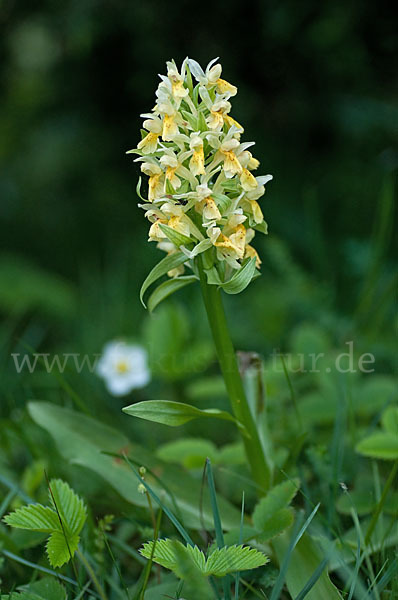 Holunder-Knabenkraut (Dactylorhiza sambucina)