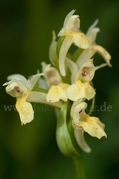 Holunder-Knabenkraut (Dactylorhiza sambucina)