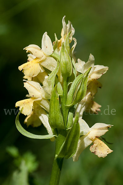 Holunder-Knabenkraut (Dactylorhiza sambucina)